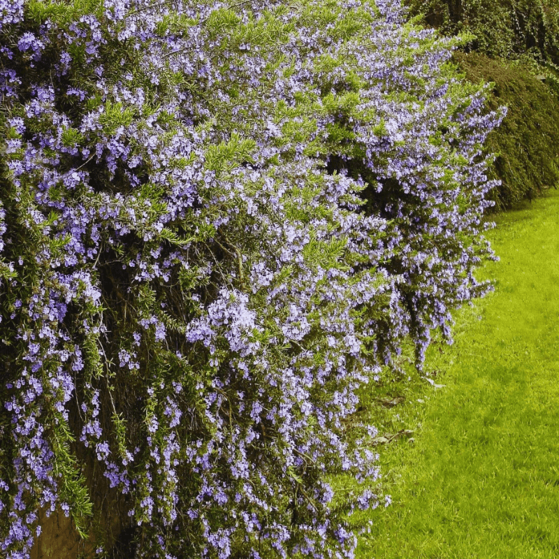 Creeping Rosemary (Salvia rosmarinus 'Prostratus')