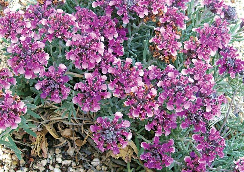 Creeping Germander Stays Low And Neat In Hot Climates