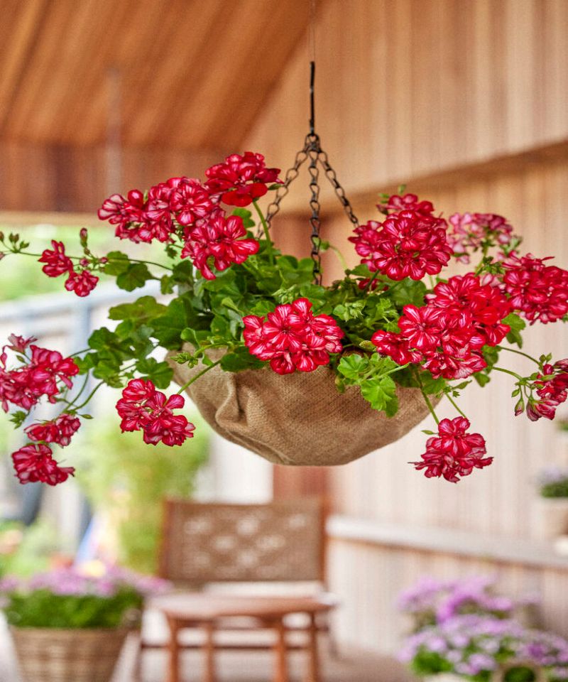 Ivy Geranium Blooms Reliably In Bright Patio Light