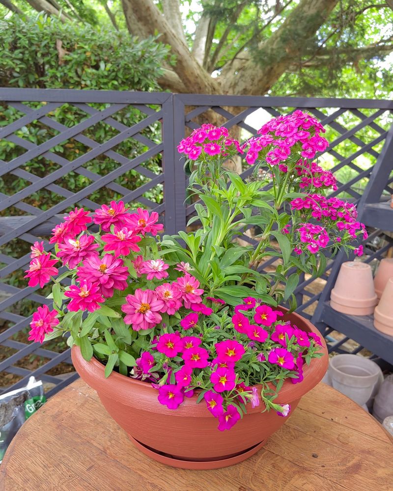 Calibrachoa Brings Endless Blooms to Sunny Pots