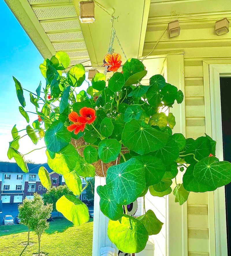 Nasturtium (Tropaeolum majus)
