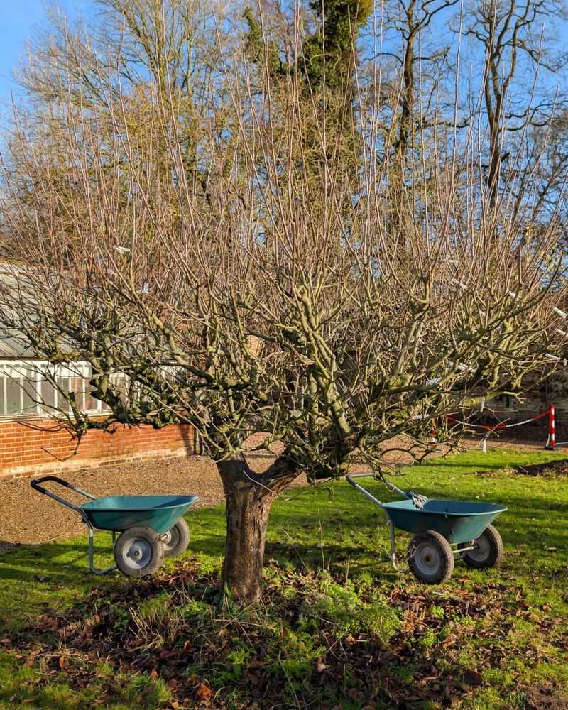 Prune Fruit Trees During The Last Quarter Moon