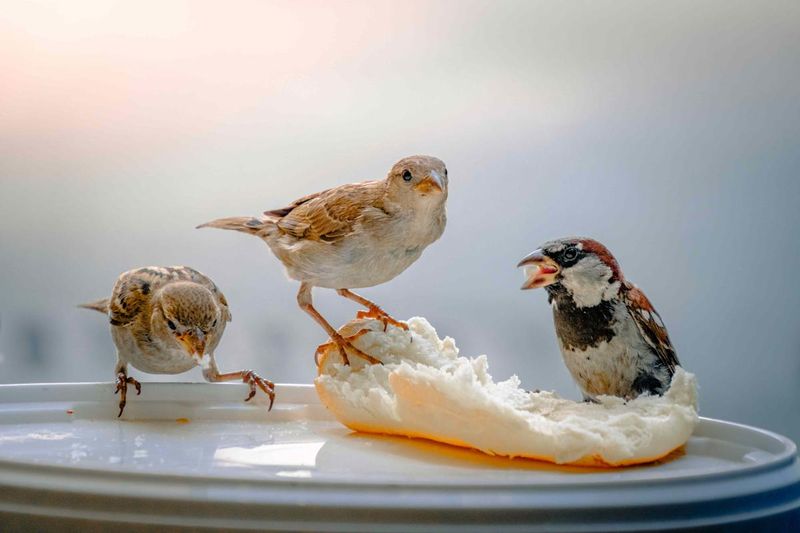 Bread Weakens Birds From The Inside