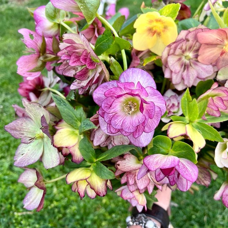 Hellebores Starting To Bloom