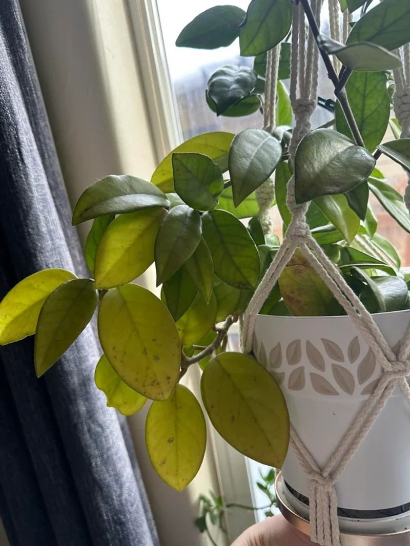 Provide Bright, Indirect Light