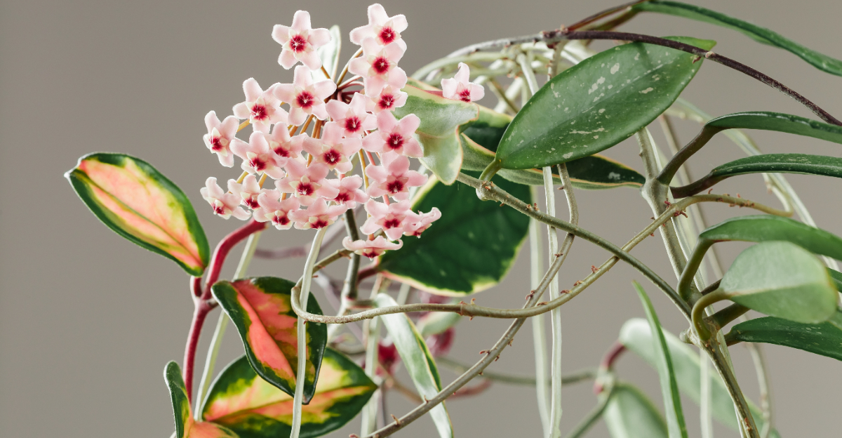 hoya blooming