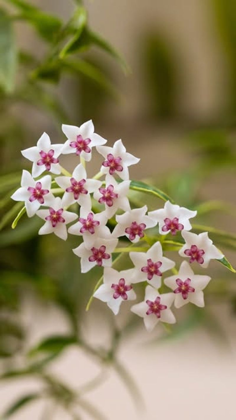 Give Hoya Bright Indirect Light For Strong Growth And Flowering