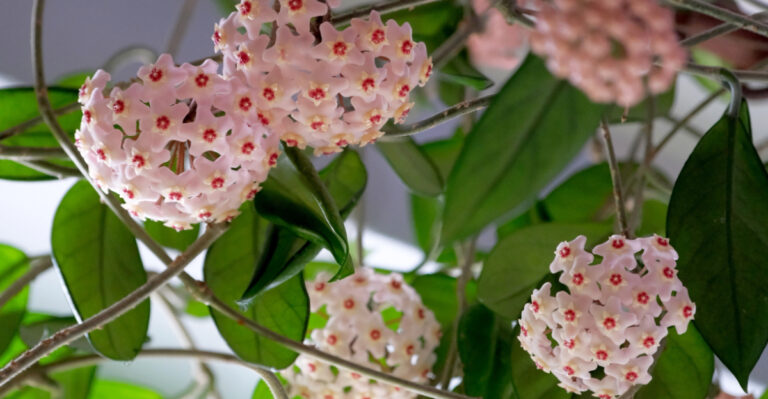 hoya blooming