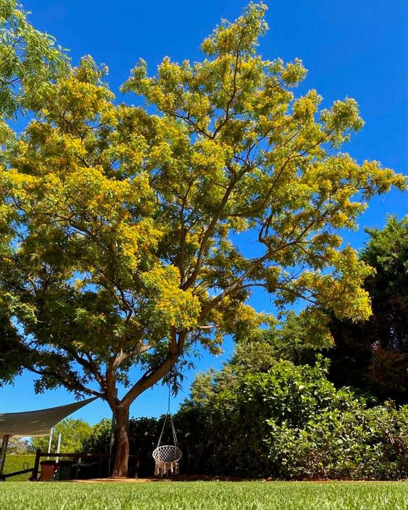 Tipu Tree (Tipuana tipu)