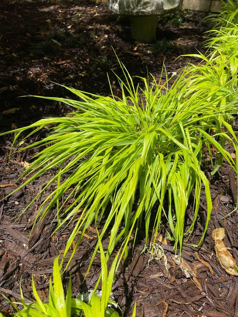 Japanese Forest Grass And Columbine