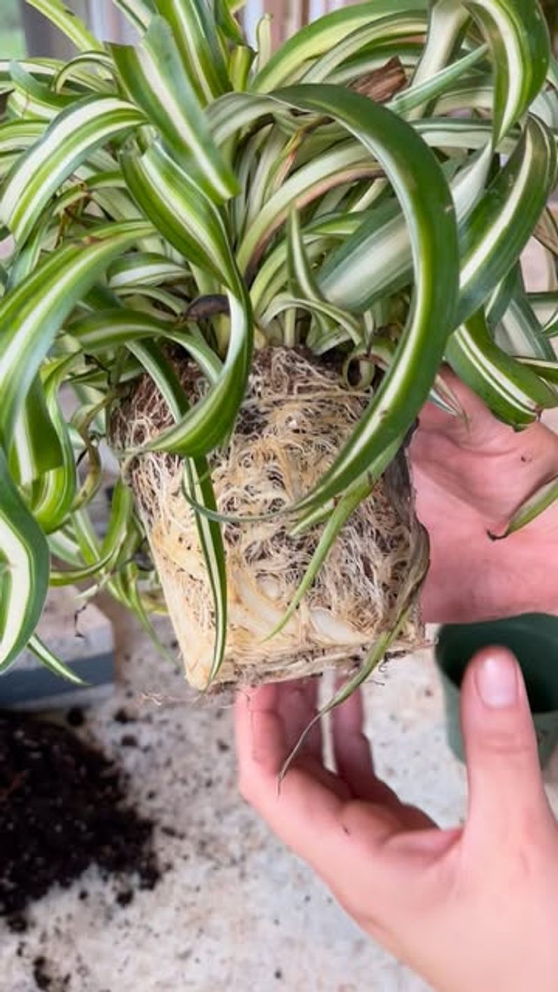 Repot When Root-Bound