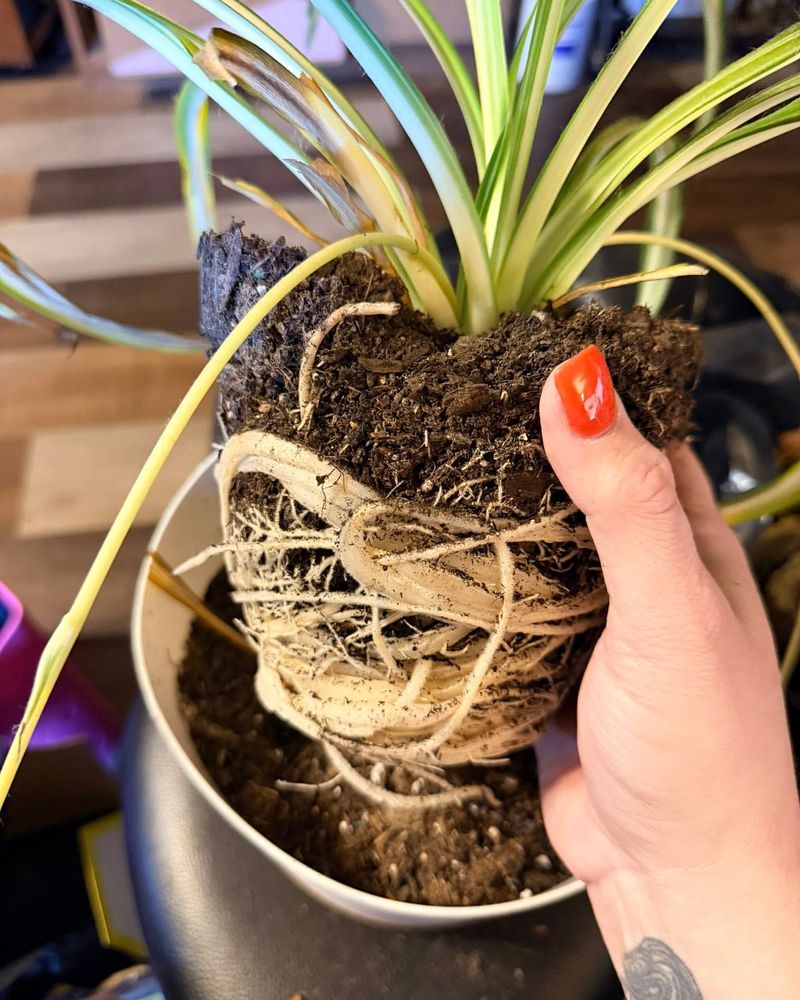 Repot When Root-Bound