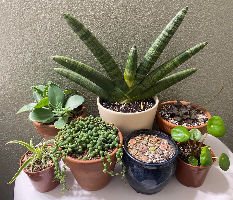 Feed With Balanced Indoor Fertilizer