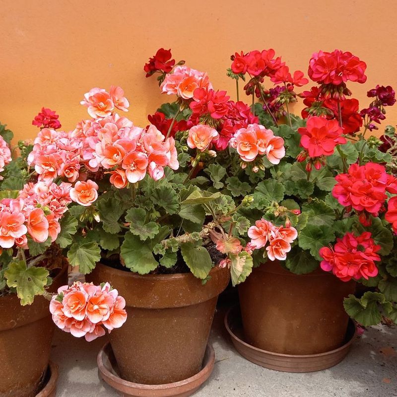 Ensure Good Airflow Around Plants