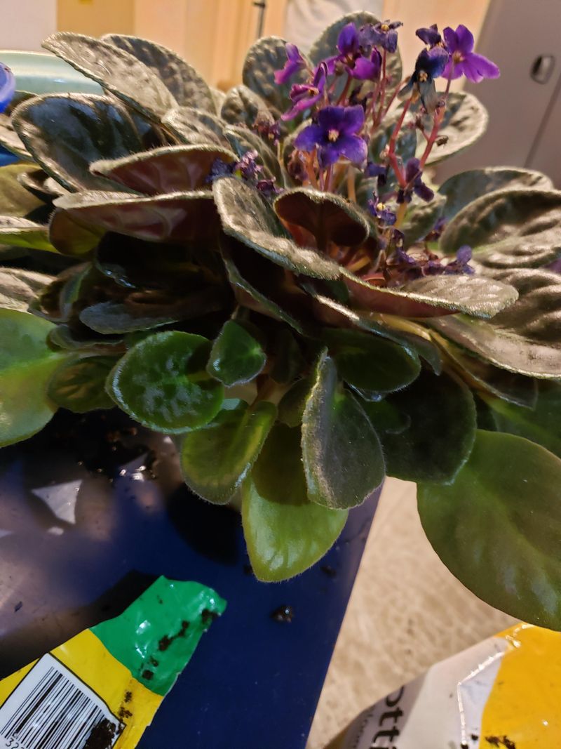 Pinch Suckers To Encourage Fullness