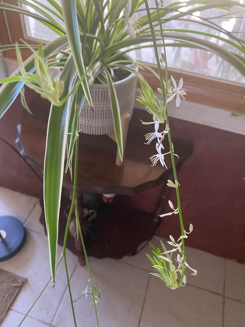 Cut Runners To Encourage Bushy Growth