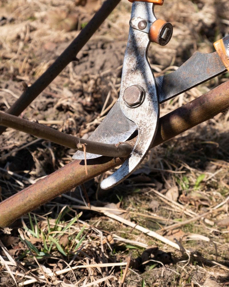 Pruning Improves Structure And Plant Health