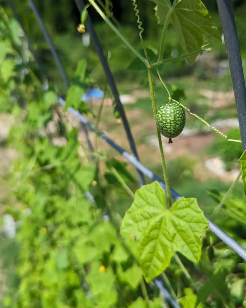 Cucamelons Climb Up As Peppers Stay Steady Below