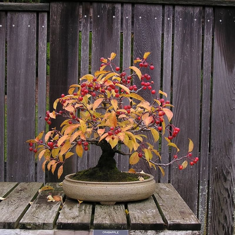 Bonsai Courtyard With Ancient Trees