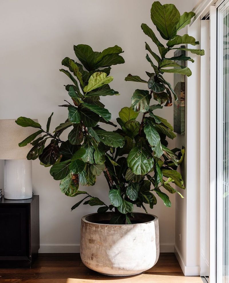 Fiddle Leaf Fig Brings Instant Impact