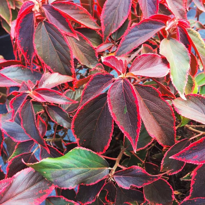 Copperleaf Adds Colorful Foliage