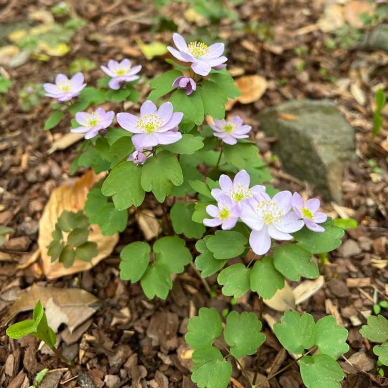 Rue Anemone Signals The Shift From Winter