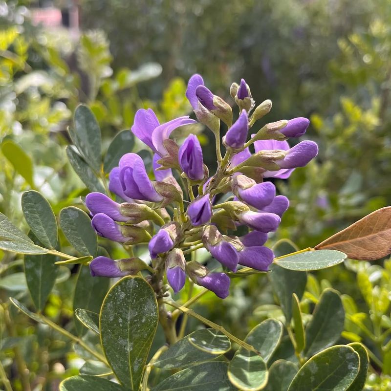 Texas Mountain Laurel