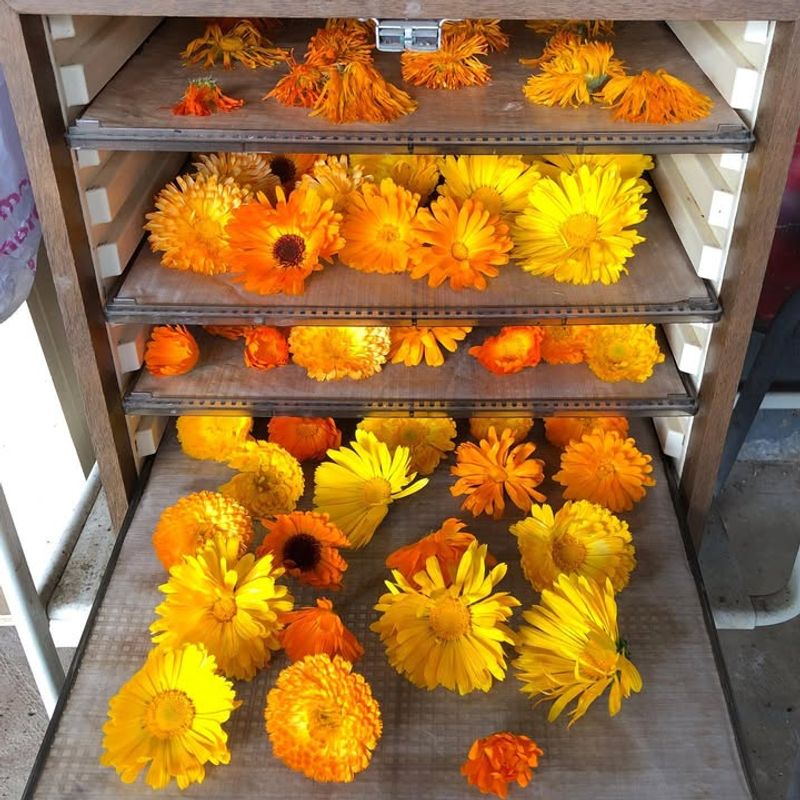 Dry Flowers In A Dehydrator For Consistent Results