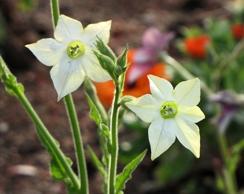 Flowering Tobacco (Nicotiana alata)