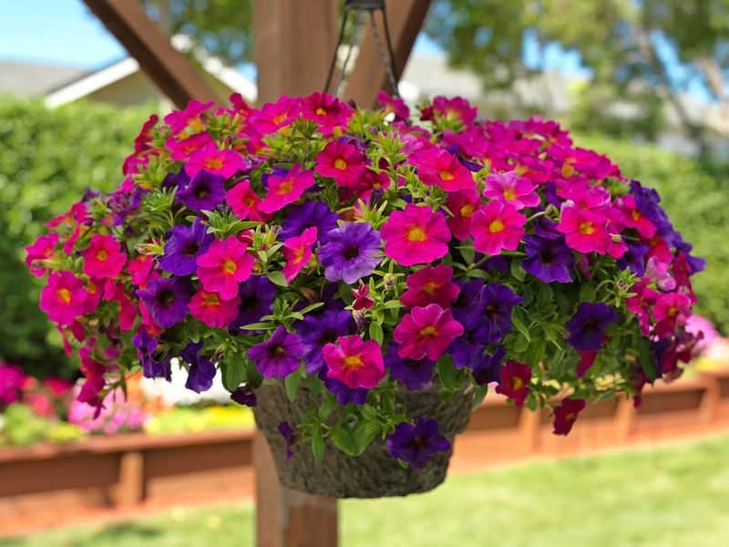 Petunia That Spills Over Containers With Nonstop Color