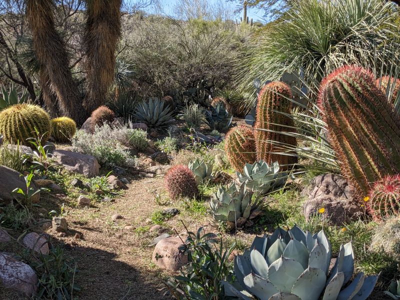 Boyce Thompson Arboretum Reveals Desert Plants From Around The World