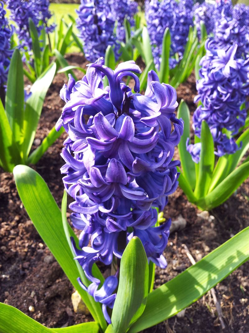 Hyacinth Is Toxic To Cats