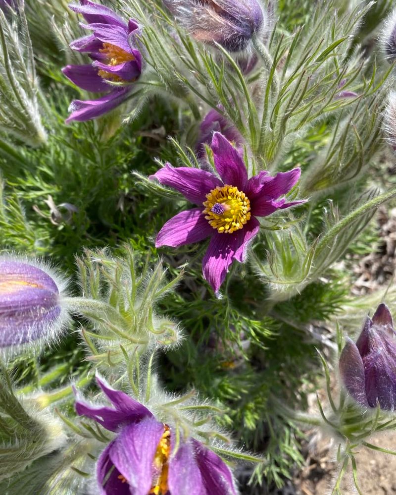 Pasque Flower (Pulsatilla)