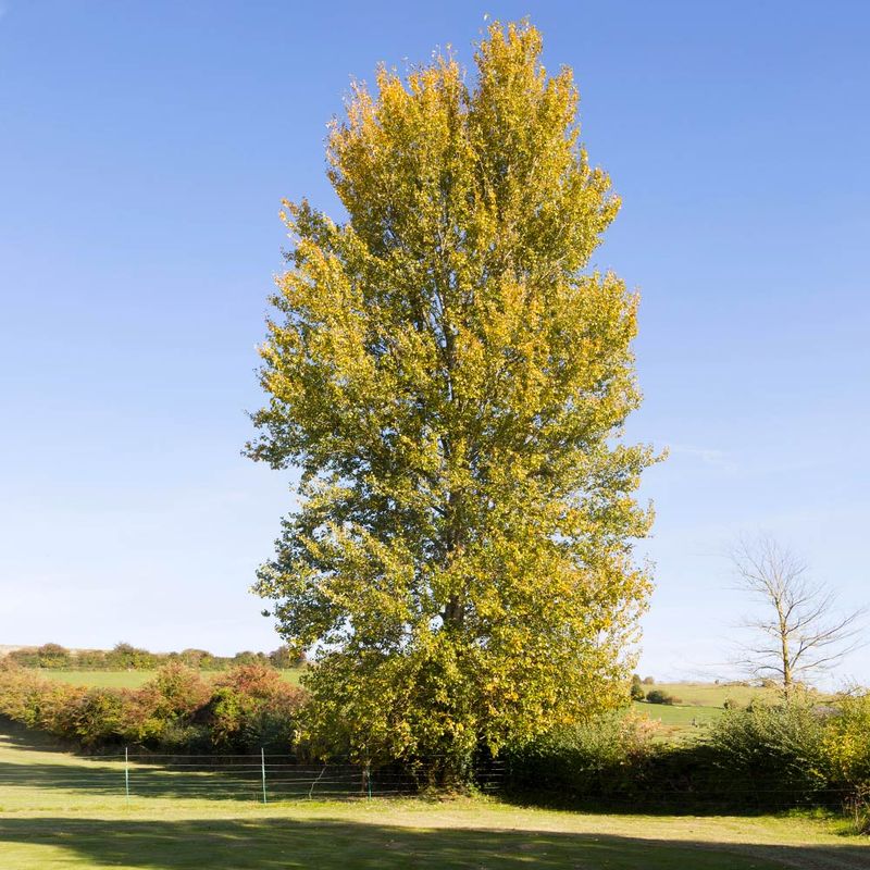 Hybrid Poplar (Populus hybrids)