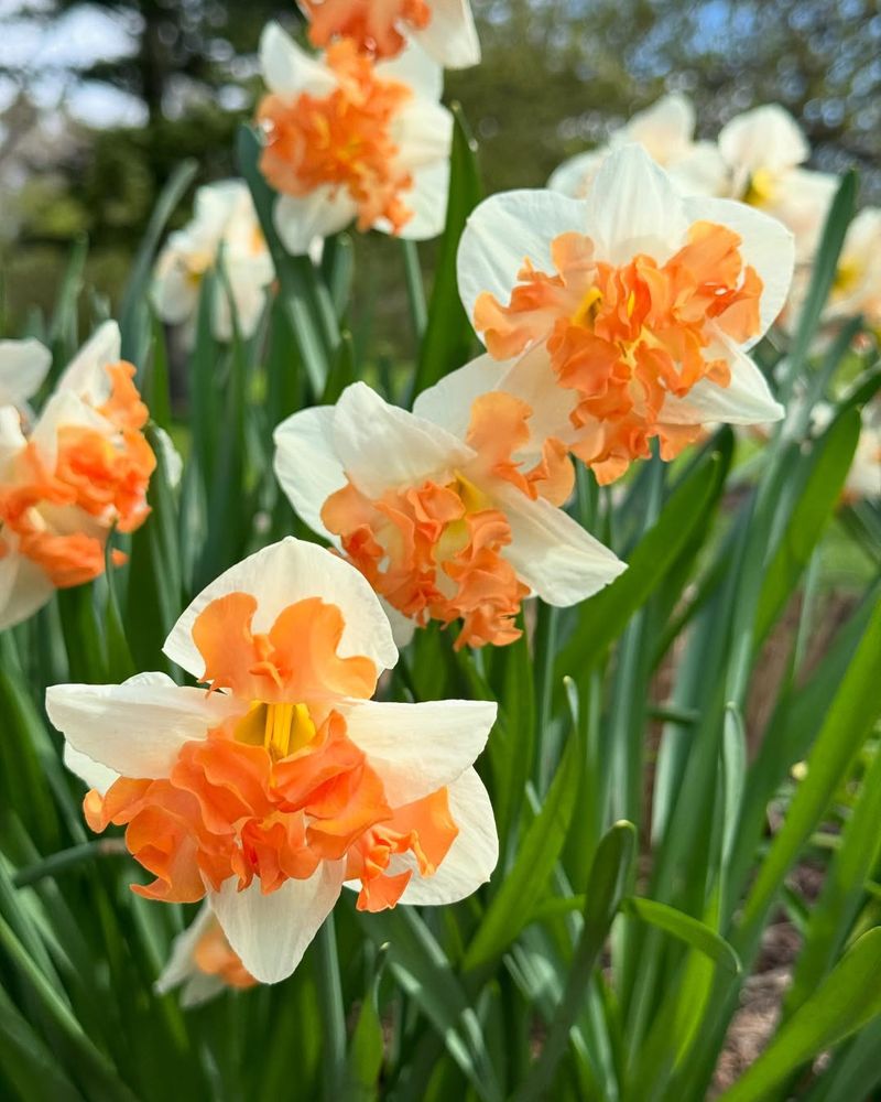 Daffodil (Narcissus bicolor varieties)
