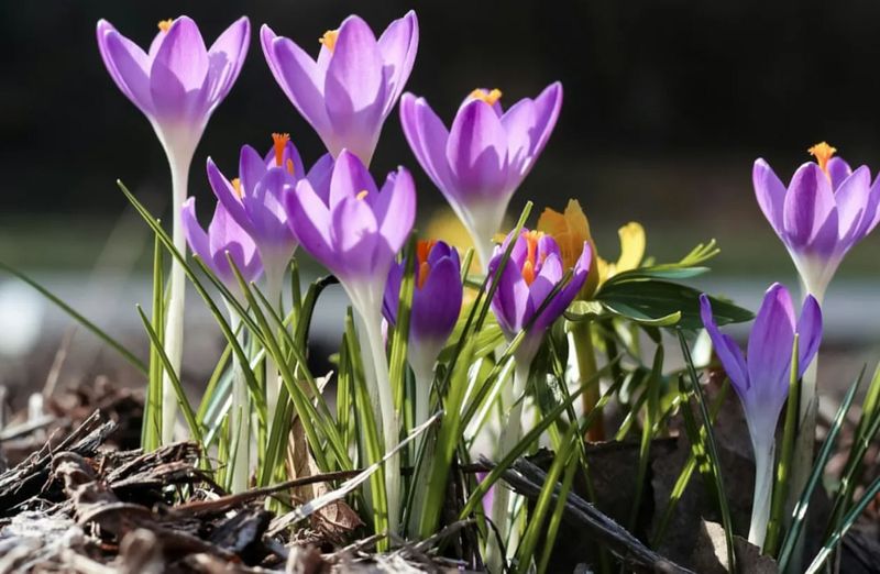 Crocuses