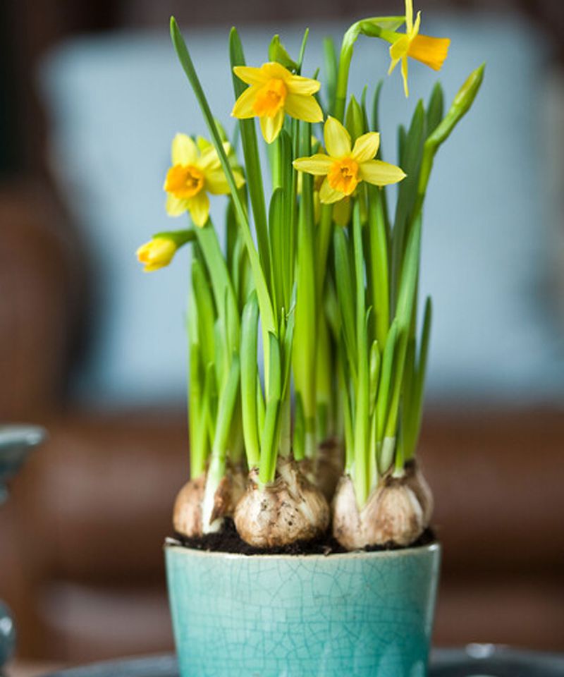 Daffodils