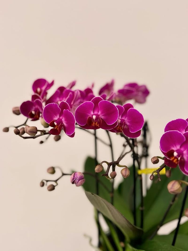 Orchids