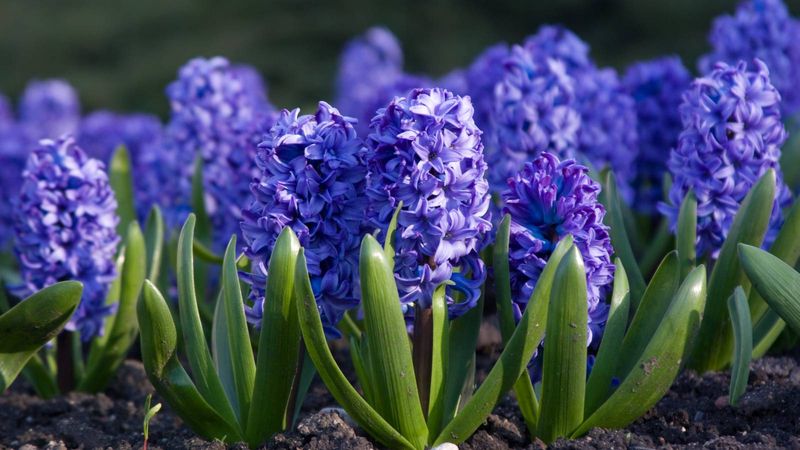 Hyacinths