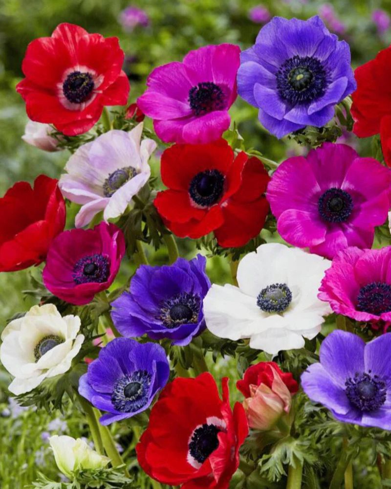 Anemones Make Bold Blooms 