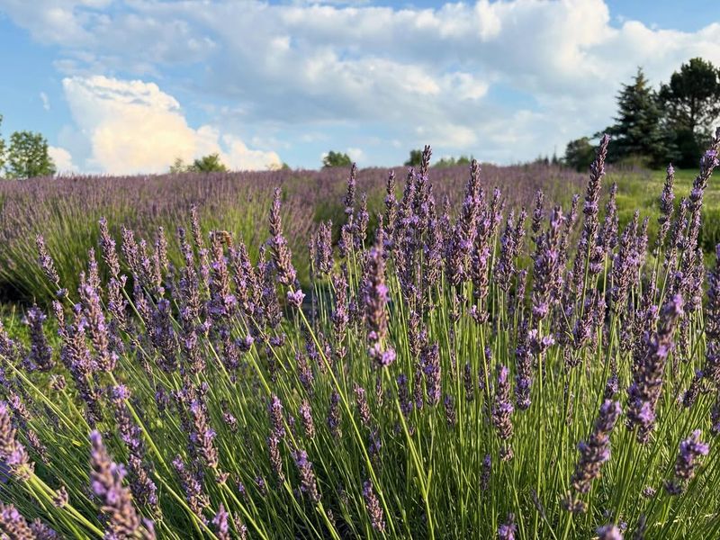 Lavender Brings Calm And Balance