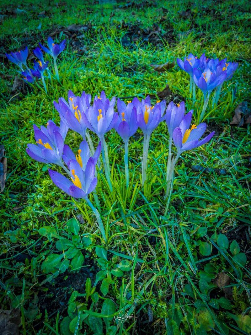 Crocuses Popping Up Early