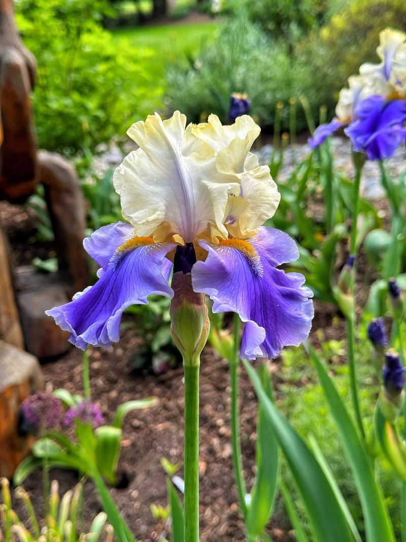 Bearded Iris In Rich Two-Shade Blends That Return Each Year