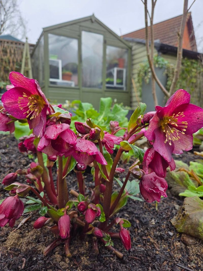 Hellebores