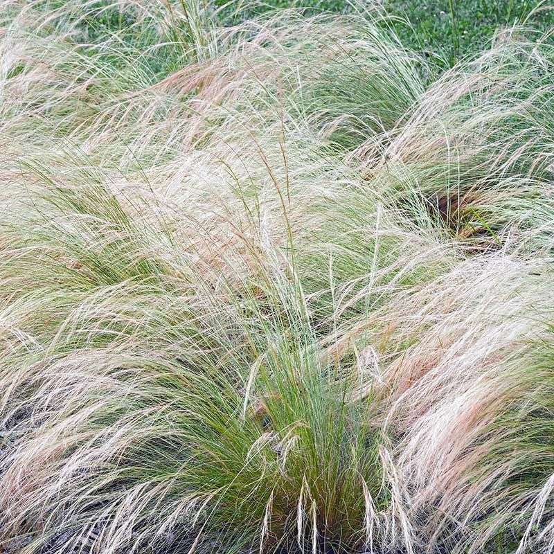Mexican Feathergrass