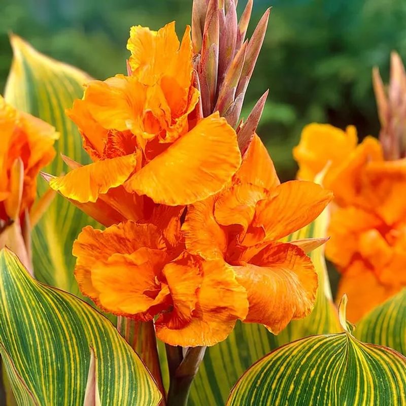 Canna Lily