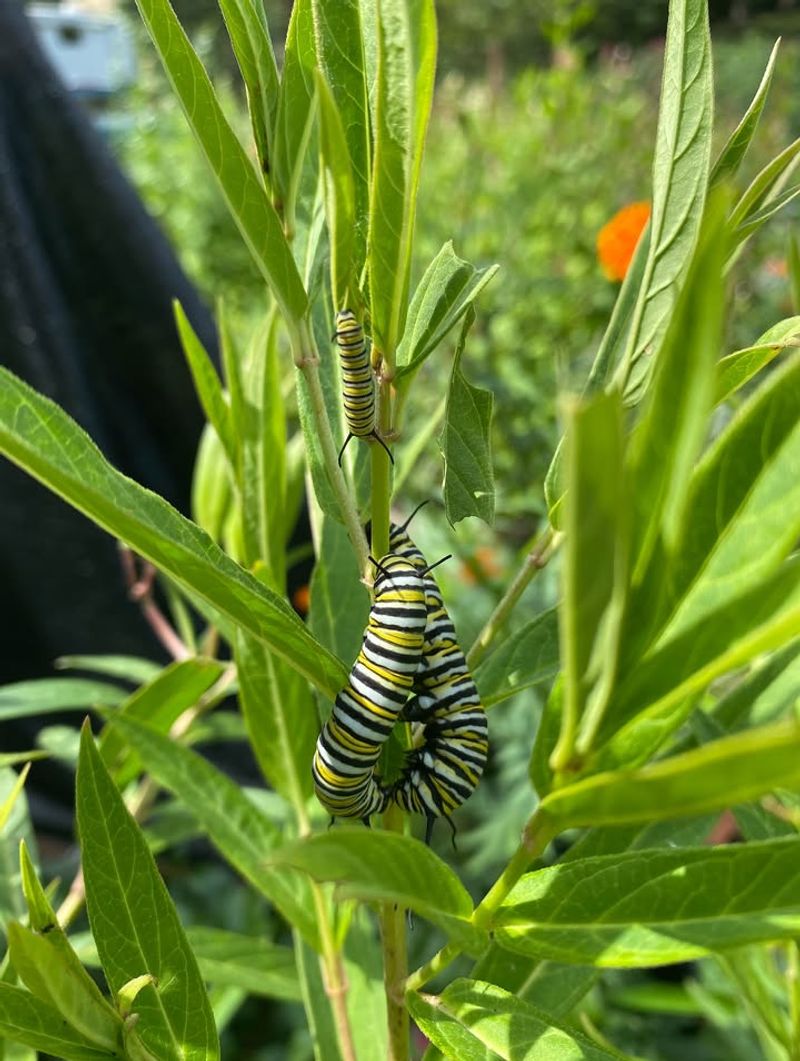 Grow Milkweed To Support Monarch Caterpillars