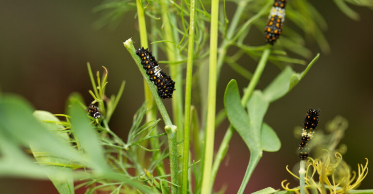Eastern black swallowtail caterpillar on host plant