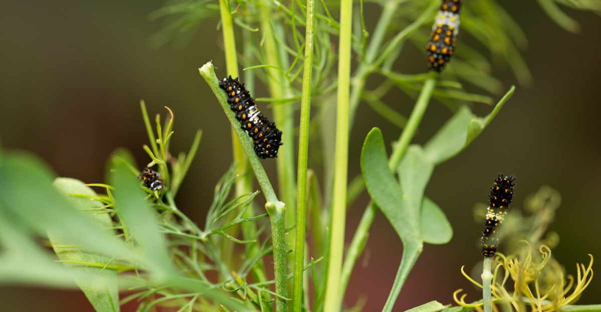 Eastern black swallowtail caterpillar on host plant