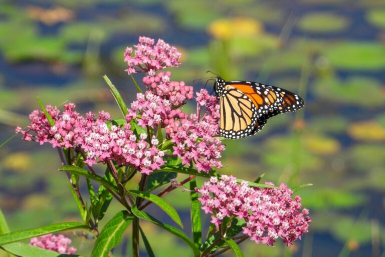 butterfly on milkweed